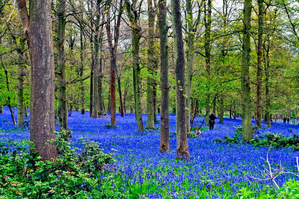Bluebell Woods Greys Court Oxfordshire UK Photograph Print