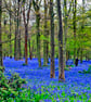 Bluebell Woods Greys Court Oxfordshire UK Photograph Print - Image 1