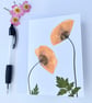 Handmade Real Pressed Flower, Poppy Greeting card - Image 1