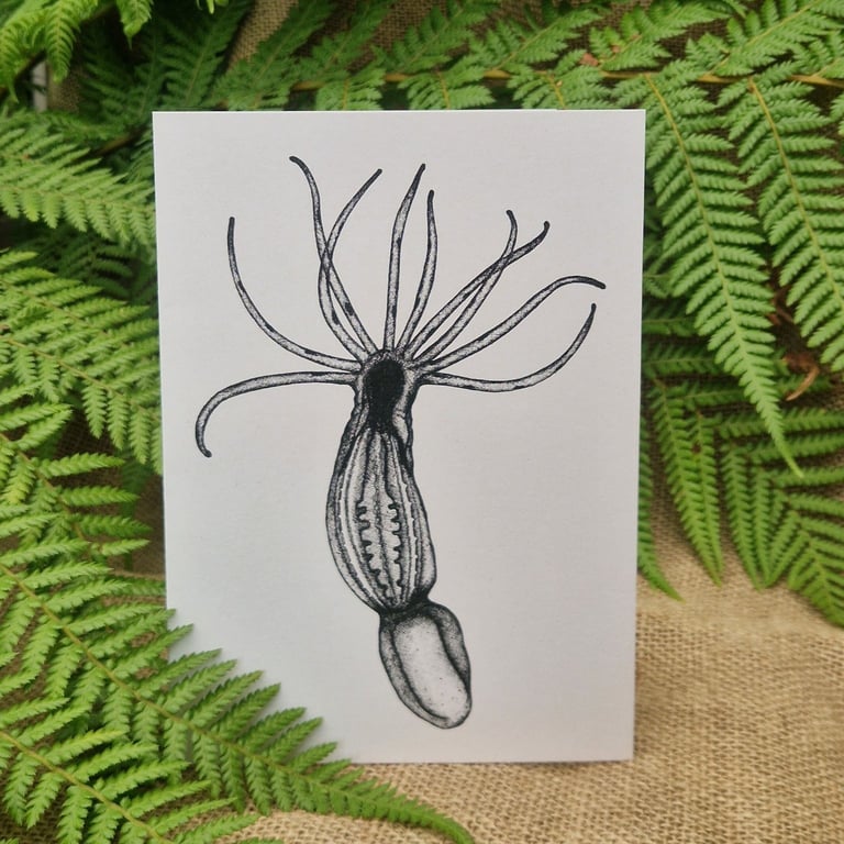 Starlet sea anemone card