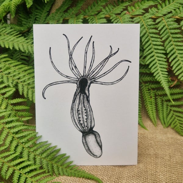 Starlet sea anemone card