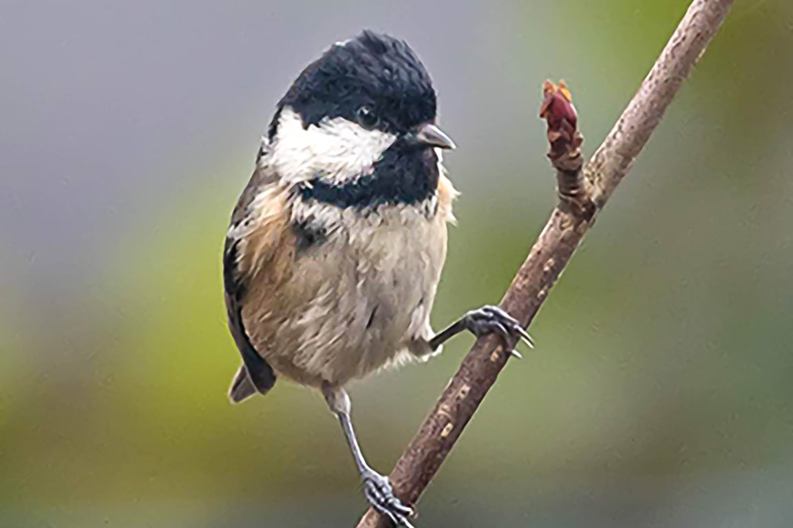 Coal Tit in Rowan Tree A6 Ethically Made Blank Greeting Card