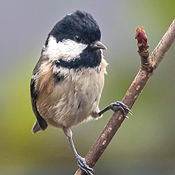 Coal Tit in Rowan Tree A6 Ethically Made Blank Greeting Card