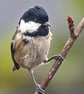 Coal Tit in Rowan Tree A6 Ethically Made Blank Greeting Card - Image 1