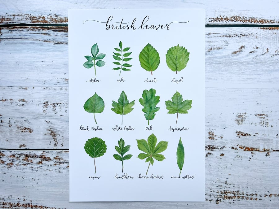 British tree leaves A4 art print