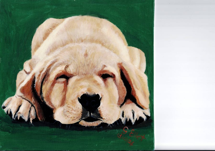 "Leave me alone, I'm tired" Golden Labrador