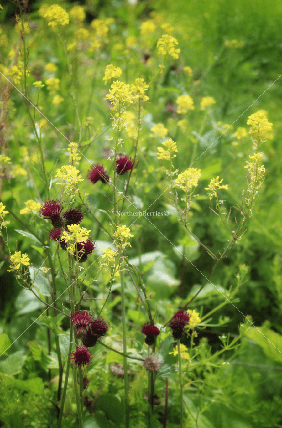 Brook Thistle & Wild Mustard 