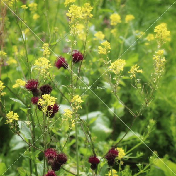 Brook Thistle & Wild Mustard 