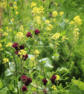 Brook Thistle & Wild Mustard 