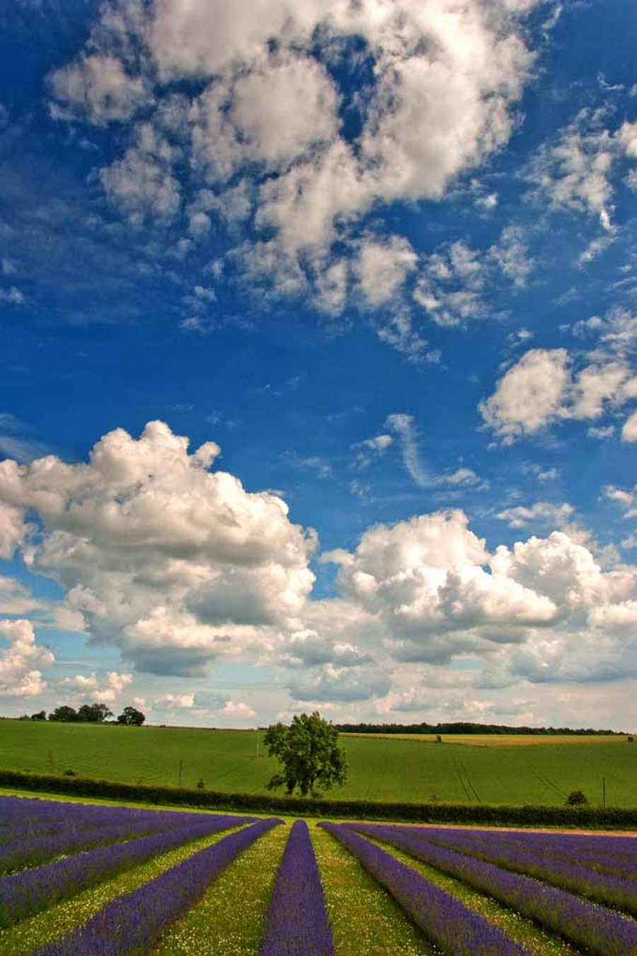 Lavender Field Purple Flowers Cotswolds Photograph Print