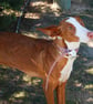 Podenco brooch - Image 2