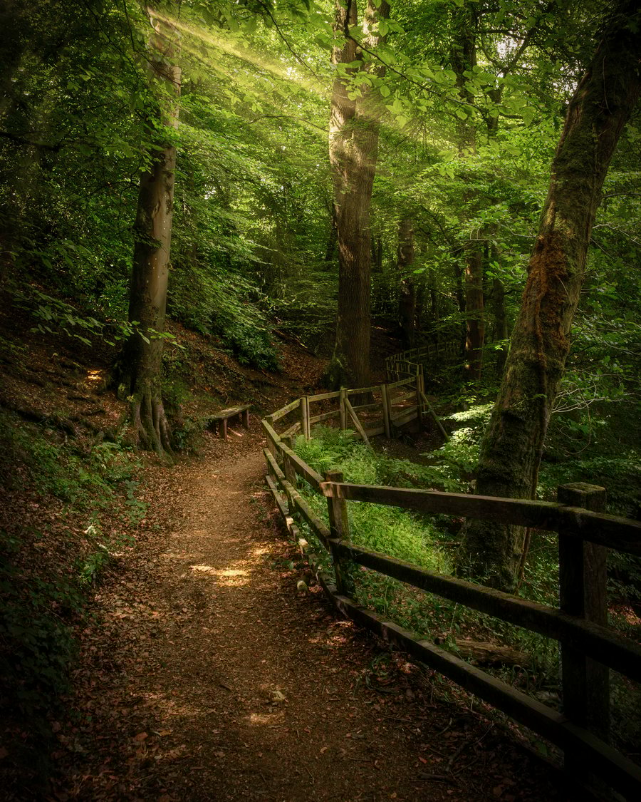 If you Go Down to the Woods