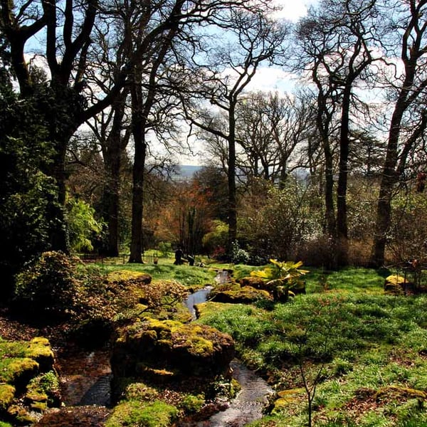 Batsford Arboretum Moreton In Marsh Cotswolds Photograph Picture