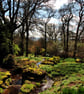 Batsford Arboretum Moreton In Marsh Cotswolds Photograph Picture - Image 1