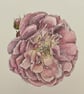 Garden rose painting  - Image 2