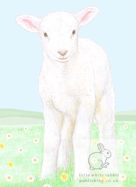 Lamb - Blank Card