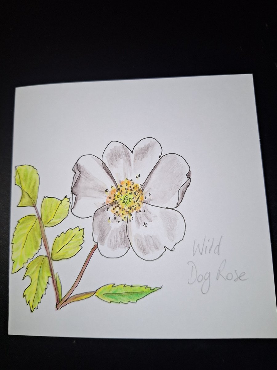 Original Handpainted Greetings Card- Wild Dog Rose 