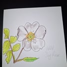 Original Handpainted Greetings Card- Wild Dog Rose 
