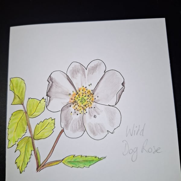 Original Handpainted Greetings Card- Wild Dog Rose 