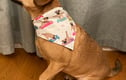 Dog Bandanas