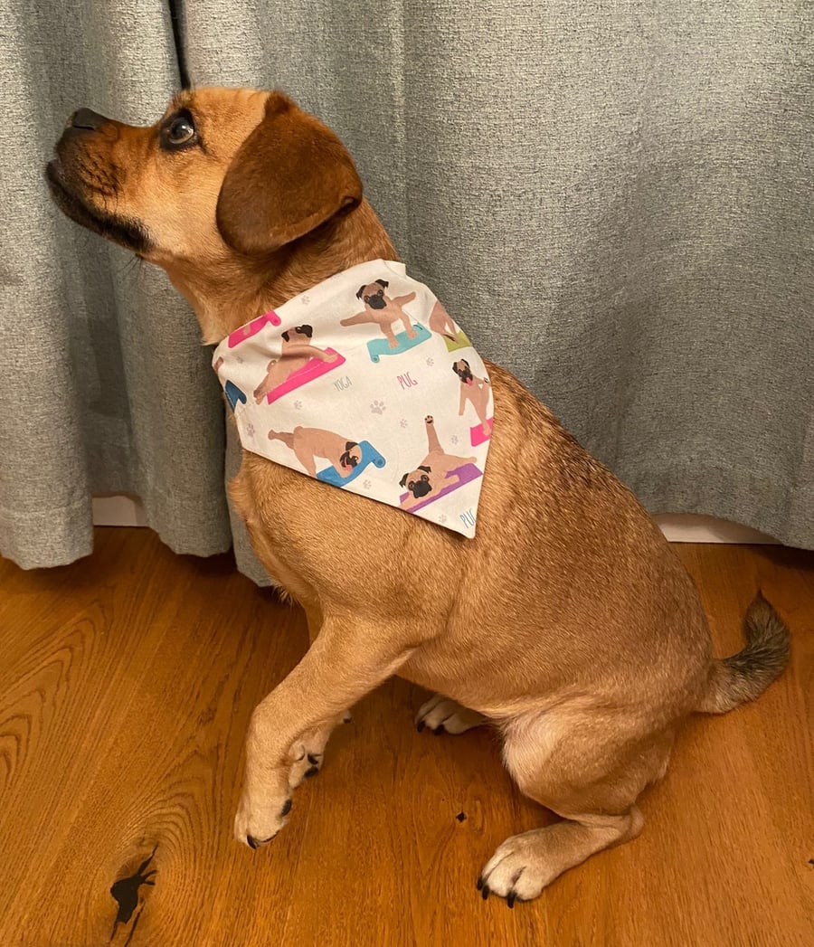 Yoga Pug dog bandana, over-the-collar style