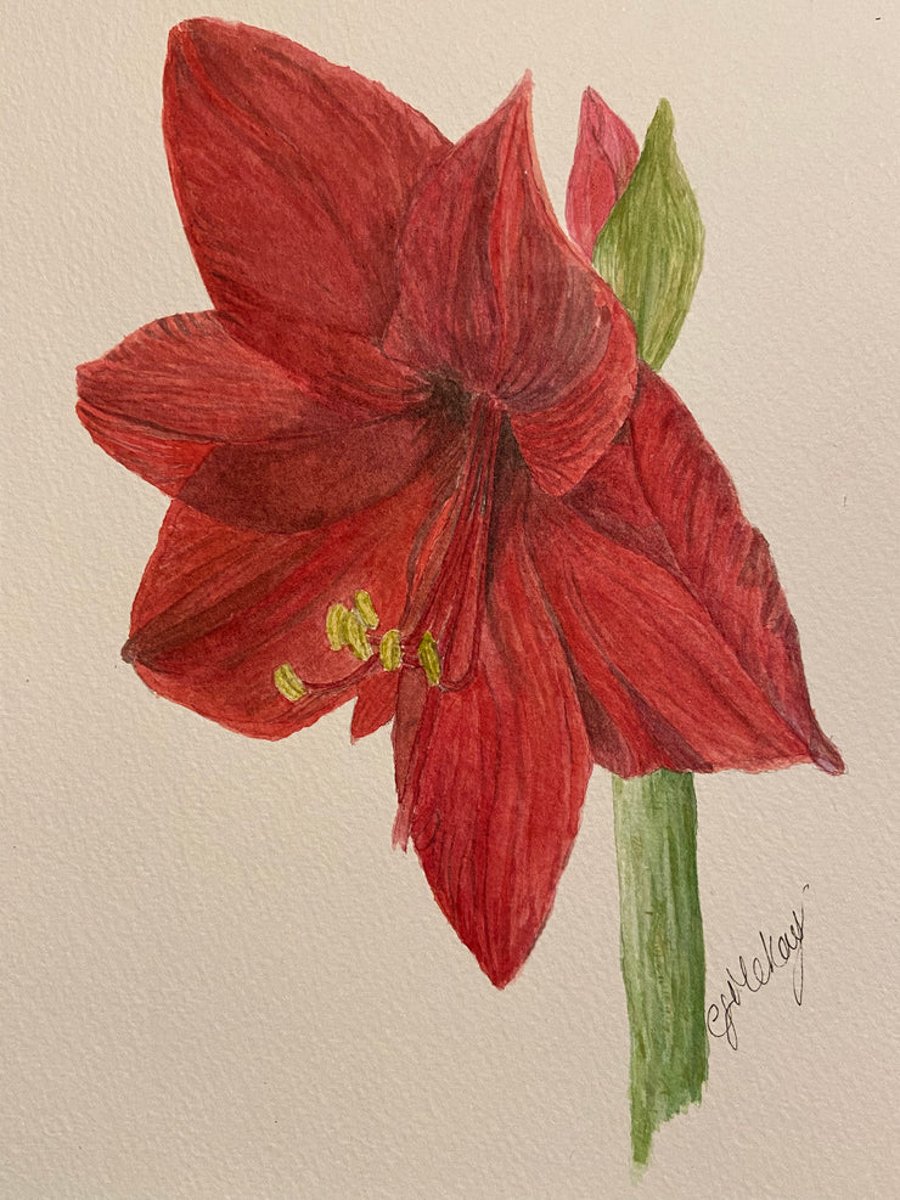 Stunning Original watercolour ‘Ruby’ amaryllis study