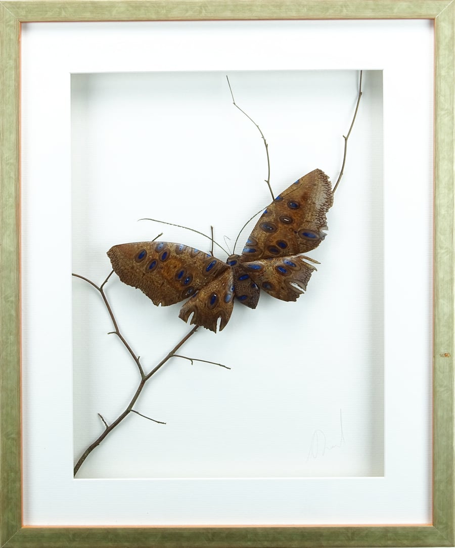Banksia Moth