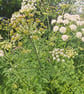 An original linoprint of cow parsley in a summers scene 'Summer Afternoon' - Image 10