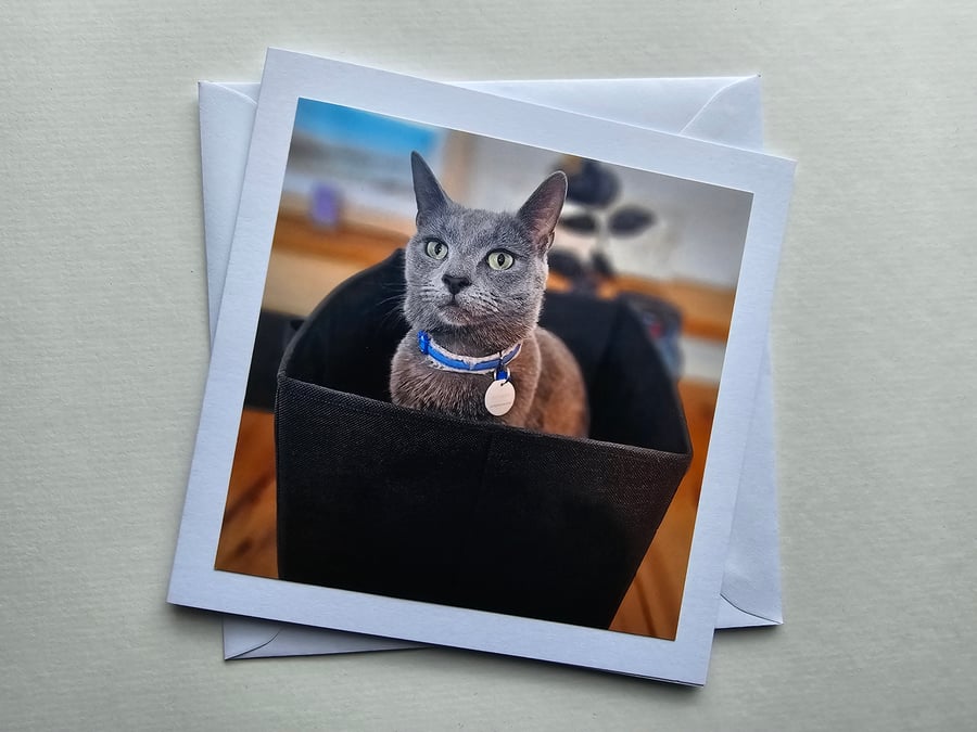 Cat in a Box Square Photographic Card Size 6" x 6" (15cm x 15cm)