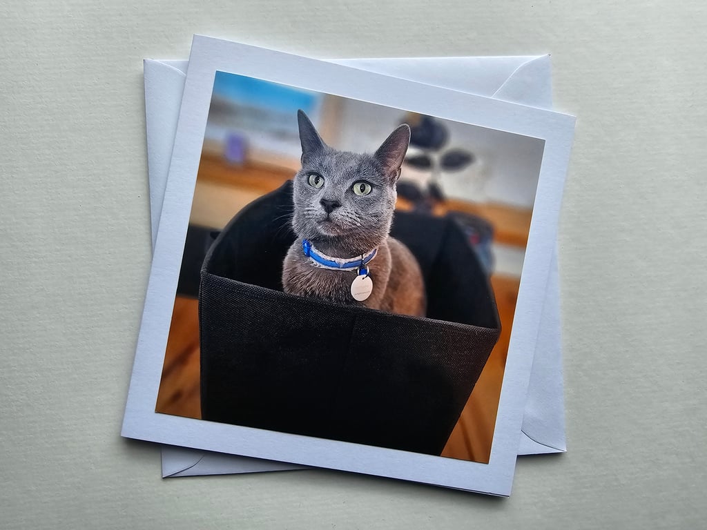 Cat in a Box Square Photographic Card Size 6" x 6" (15cm x 15cm)