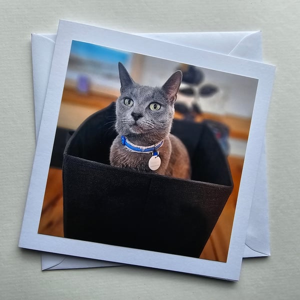 Cat in a Box Square Photographic Card Size 6" x 6" (15cm x 15cm)
