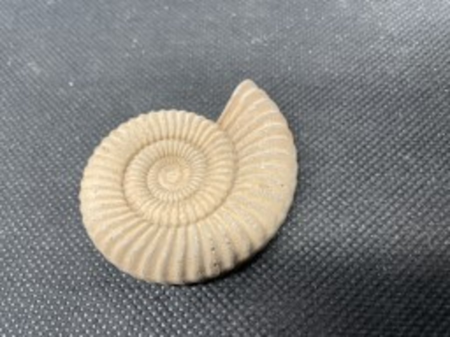 2-11  Ammonite Hand-CastFossil  detailed reconstituted stone ammonites design 