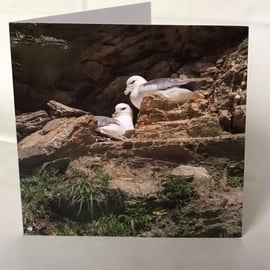 Photographic Greetings Card - Nesting Fulmars