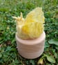 Buttercup Dragon Trinket Box - Image 3