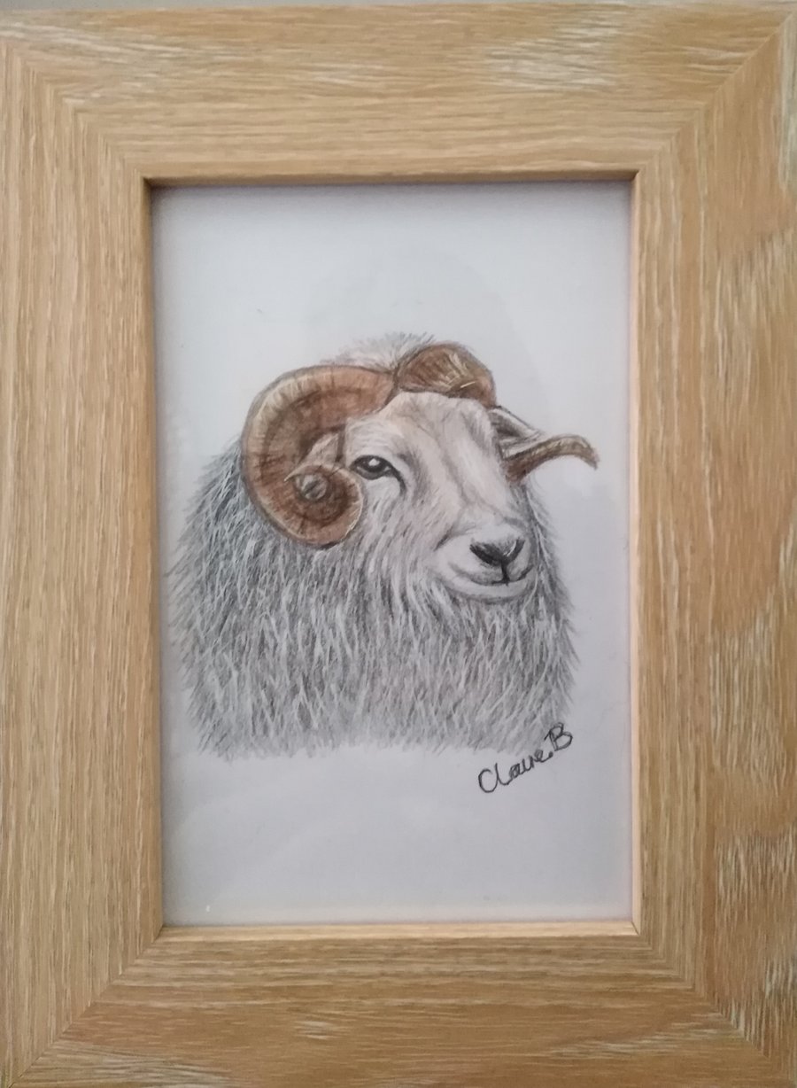 Hand drawn, framed, Herdwick Sheep, wall art