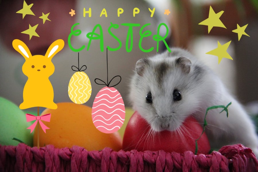 Happy Easter Hamster Egg Card A5