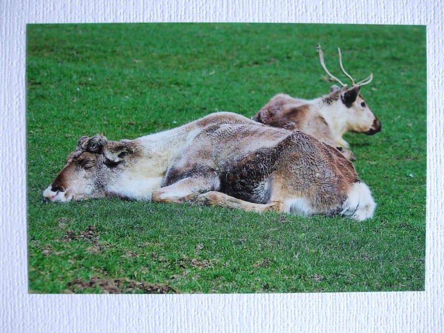 Photographic greetings card of Reindeer.