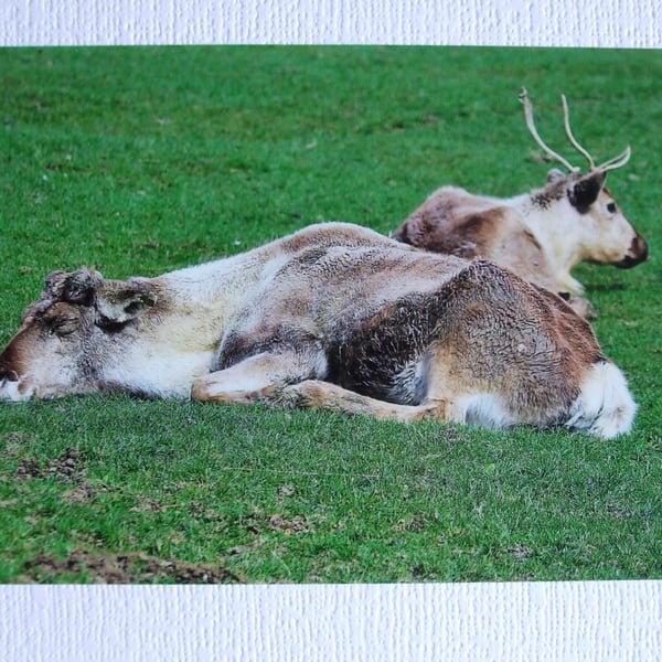 Photographic greetings card of Reindeer.