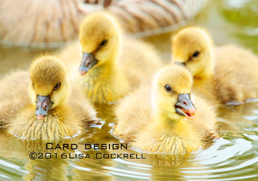 Exclusive Gosling Delight Greetings Card