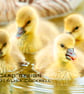 Exclusive Gosling Delight Greetings Card - Image 1