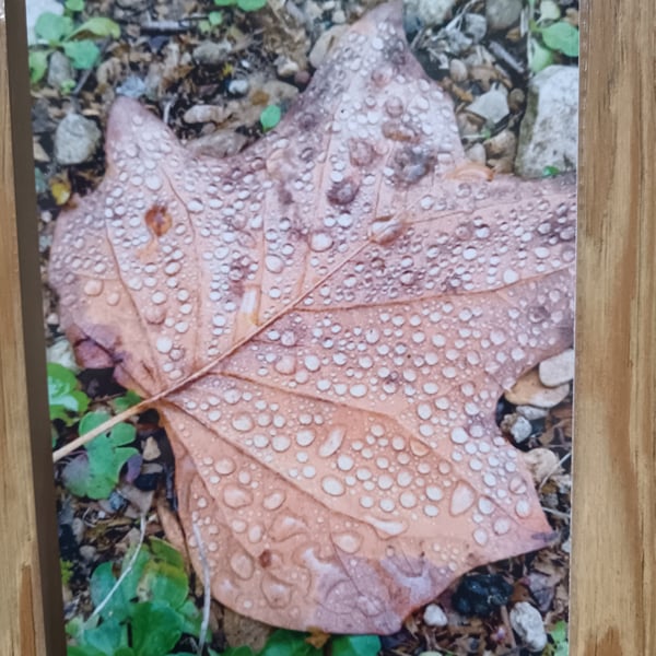 Brown Leaf with water droplets 120 lined pages notebook 
