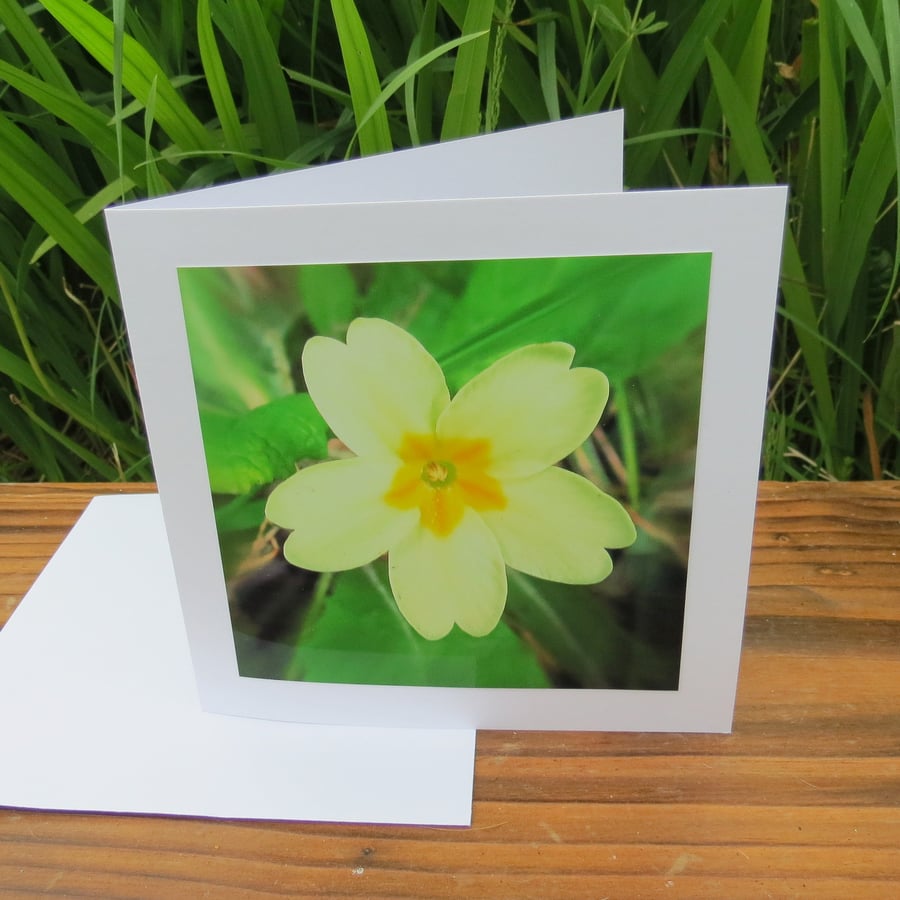 Primrose yellow.  A card featuring an original photograph.  Left blank inside.