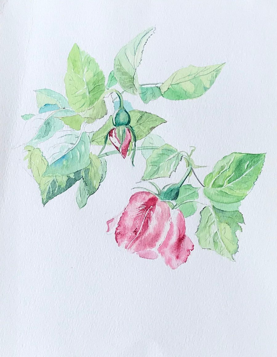 Original Watercolour Painting of Pink Rose