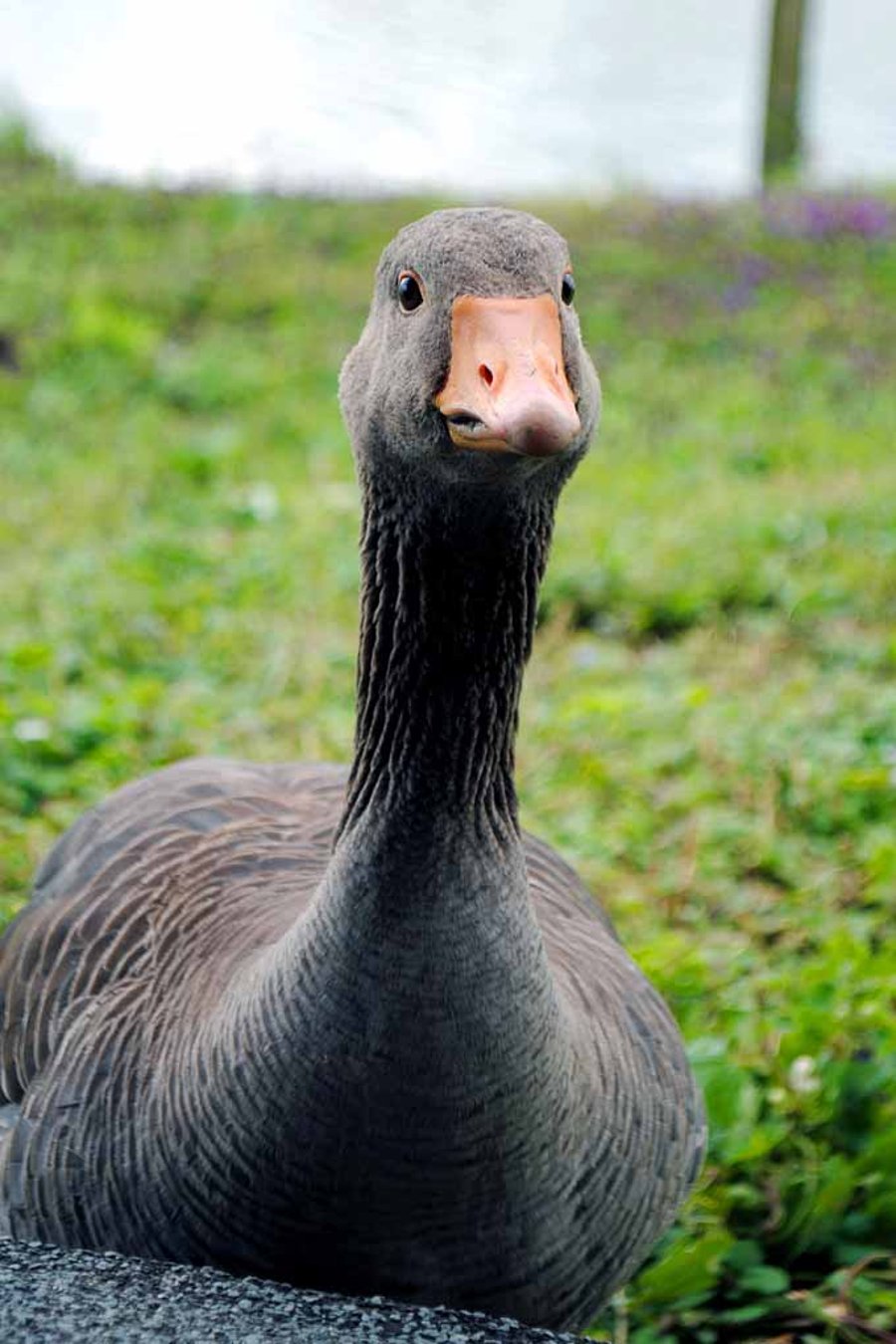 Canada Goose Canadian Geese Wild Bird Photograph Print