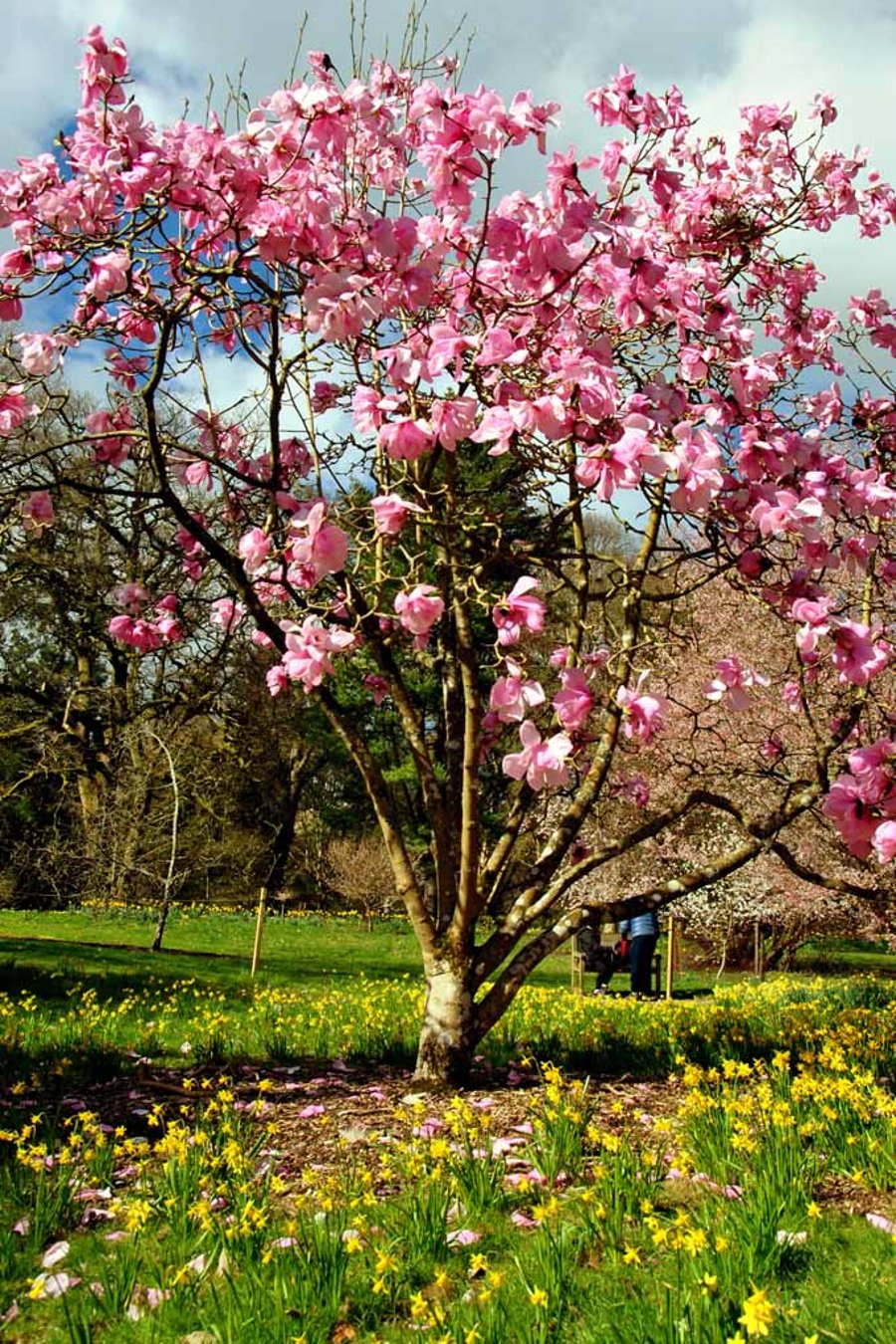 Magnolia Tree Batsford Arboretum Cotswolds UK 12"x18" Print