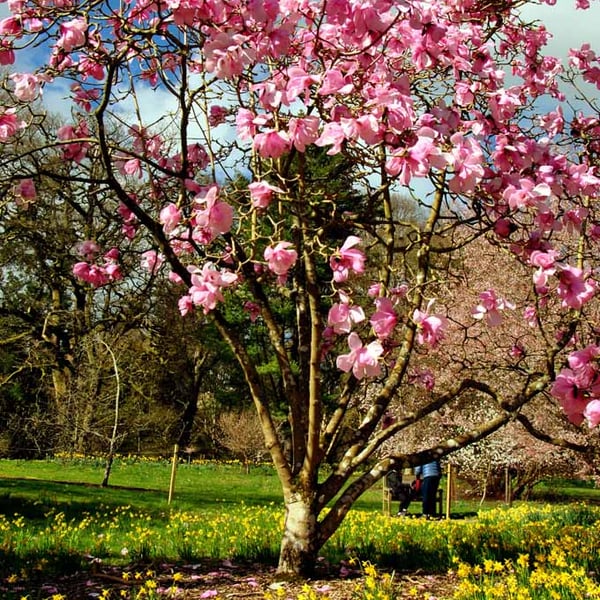 Magnolia Tree Batsford Arboretum Cotswolds UK 12"x18" Print