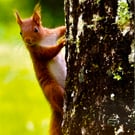 Red Squirrel greetings card. Blank for your own message. Photographic card. 
