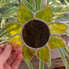 Stained  Glass Sunflower Suncatcher - Handmade Window Decoration