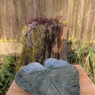 Handmade large leaf plate 