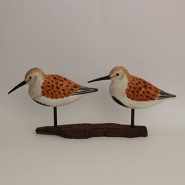 Summer dunlin duo